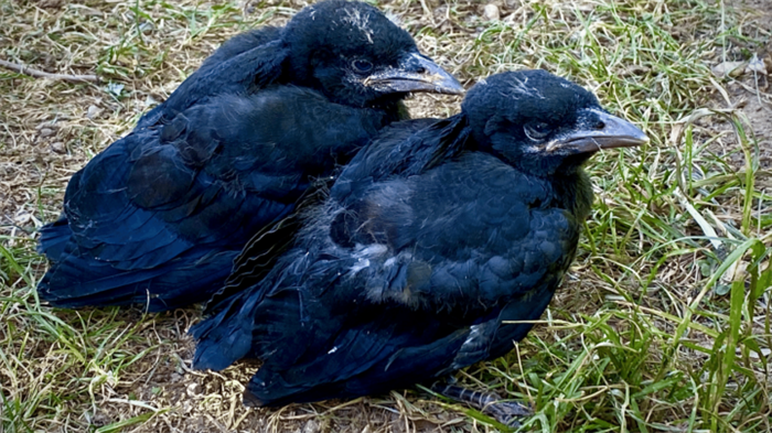 What do baby crows eat