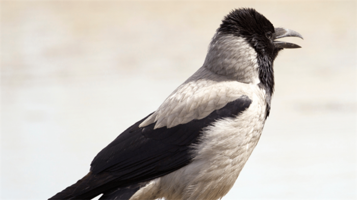 Hooded Crow