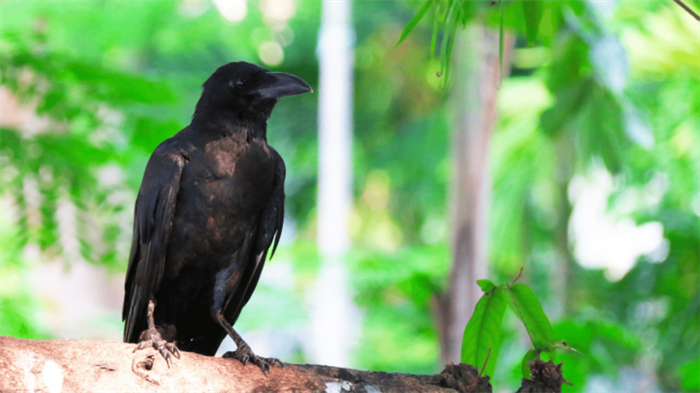 What crows in captivity eat