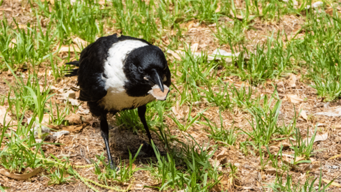 What do crows eat in the grass