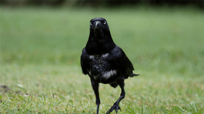 Torresian Crow