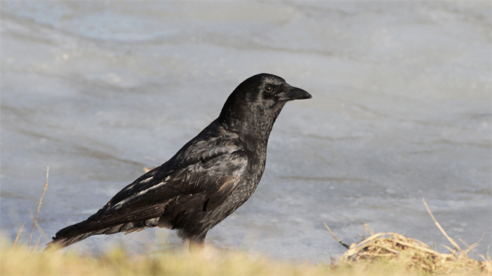 American Crow