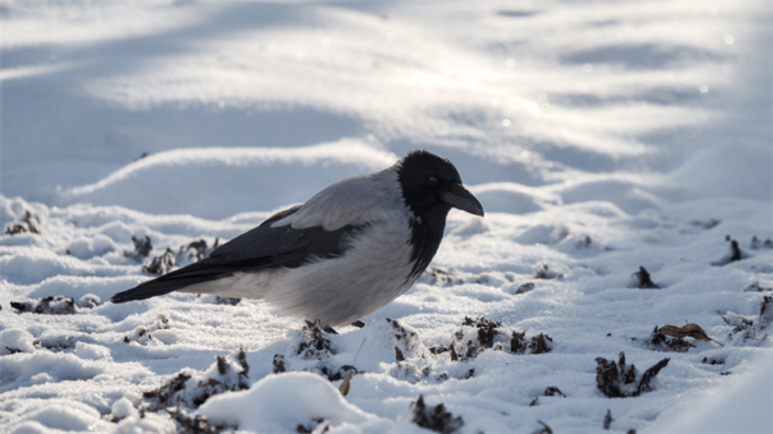 What do crows eat in winter