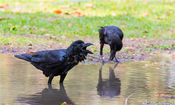 A crow foraging on the grass