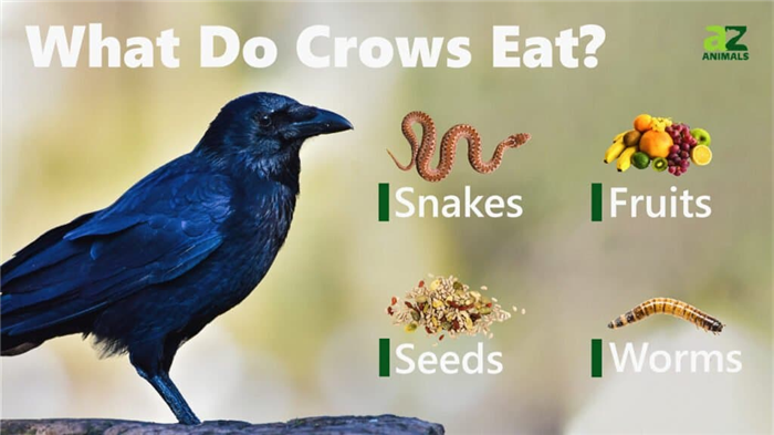 What Do Crows Eat