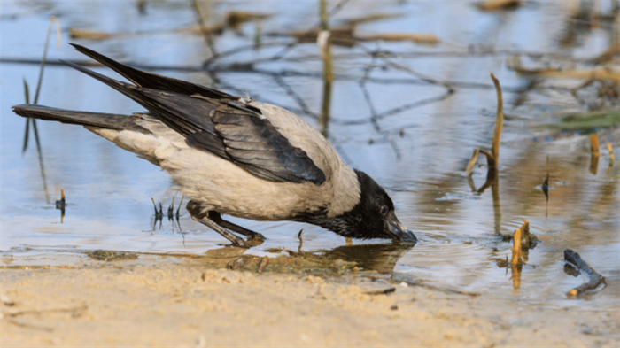 Crow drinking