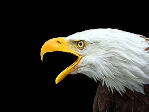 What do bald eagles eat?