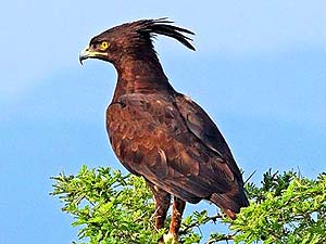 What Do Long-crested Eagles Eat?