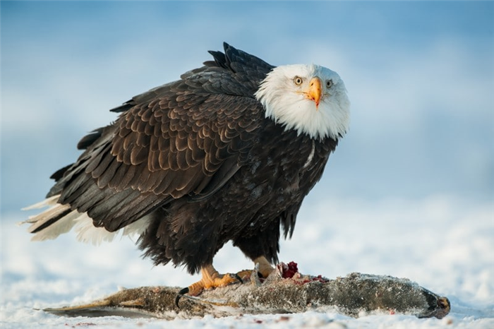 The Eagle’s Diet in a Nutshell: Detailed Breakdown