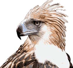 What Do Philippine Eagles Eat?