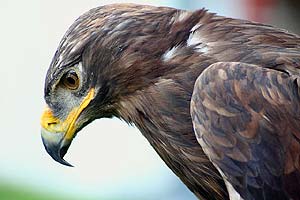 What Do Steppe Eagles Eat?