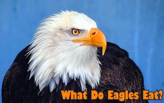 What Do Eagles Eat?