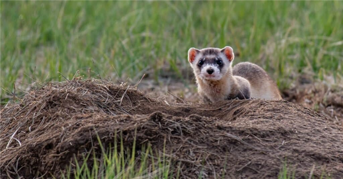 black-footed ferret peeking beyond burrow