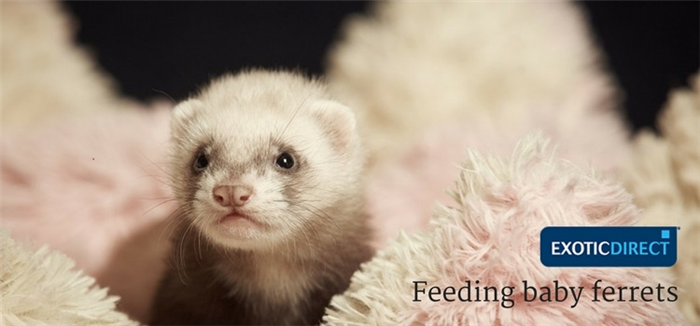 a_baby_ferret_in_a_blanket