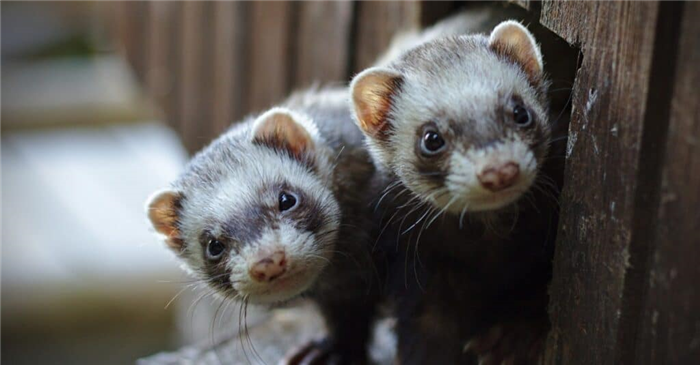 Ferret litter pan