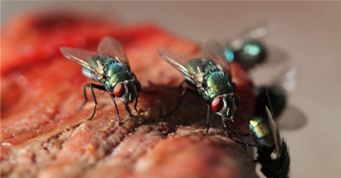 What Do House Flies Eat - Flies Eating