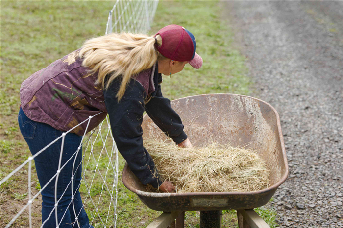 farmer with blonde ponytail scoops hay out of old wheelbarrow next to goat fence