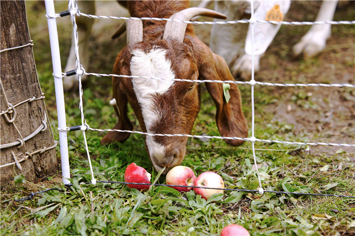 brown goat with horns eats loose pink apples on ground near wire fence