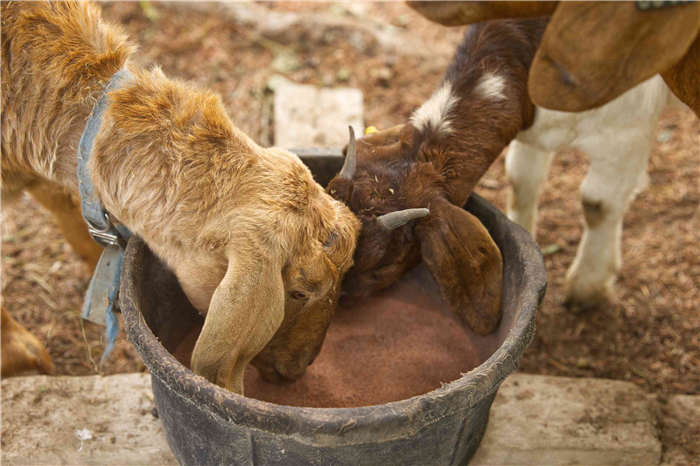 brown and tan goats eat mineral supplements from dusty farm bowl