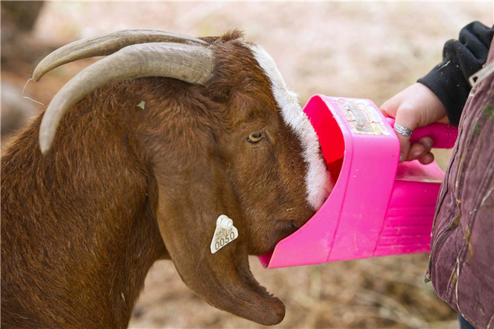 horned brown goat sticks face in pink plastic feeder held by kid