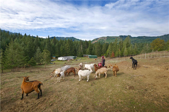 large goat pasture with variety of goats with Oregon mountains in background