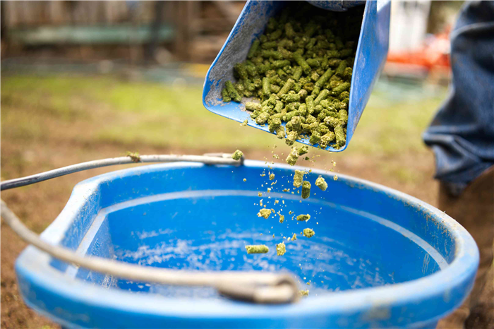 goat farmer dumps green food pellets into blue plastic bucket for feeding