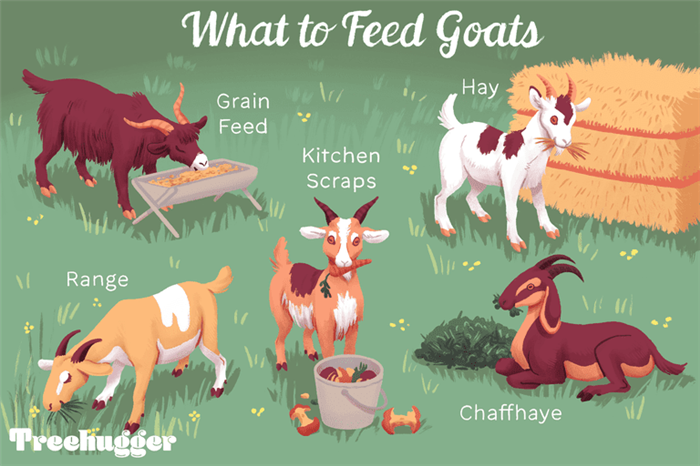 What to feed goats: grain feed, range, chaffhaye, kitchen scraps, hay