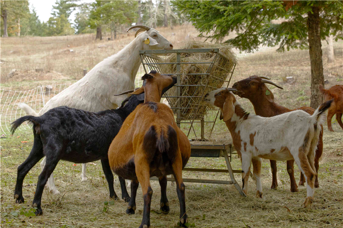 goats stand up on hind legs to eat hay out of metal raised container in pasture