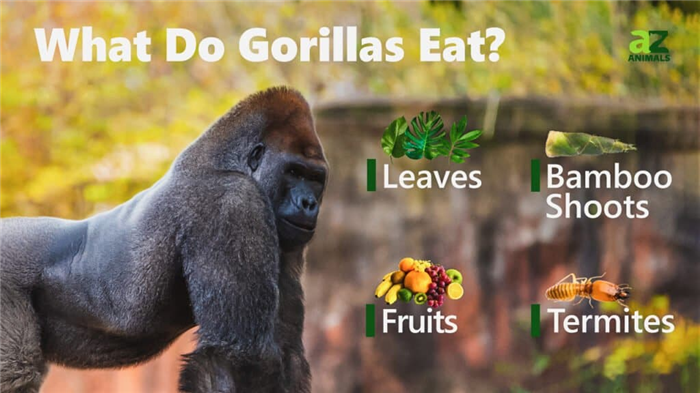 What Do Gorillas Eat