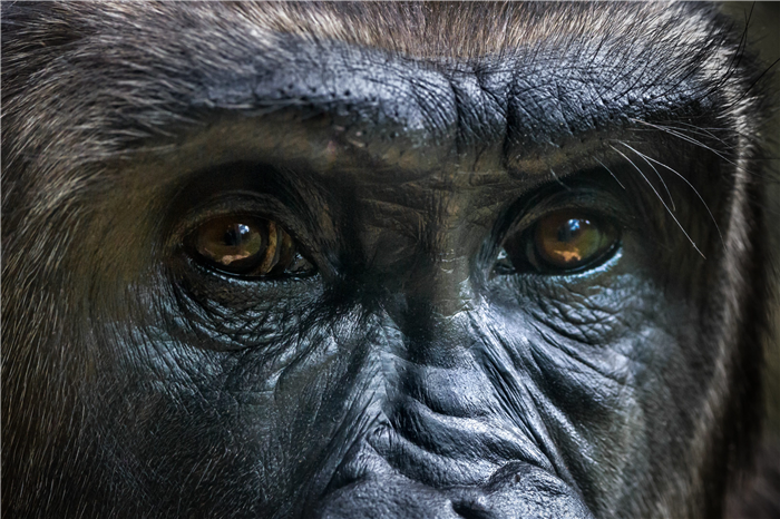 Close up portrait of a gorilla's eyes