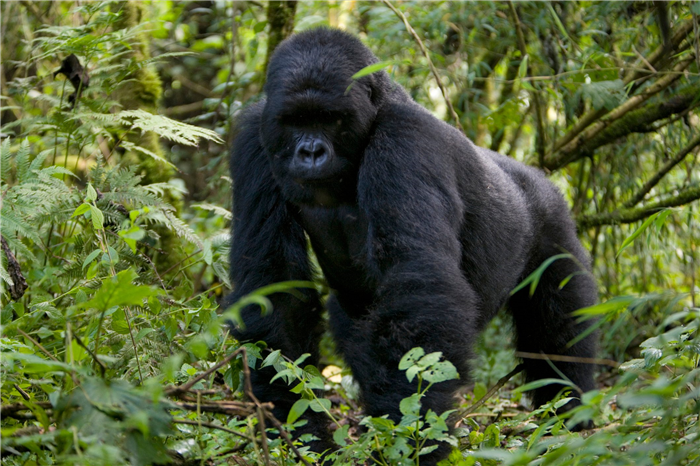 Silverback mountain gorilla (Gorilla gorilla beringei) knuckle walking through the forest in Rwanda