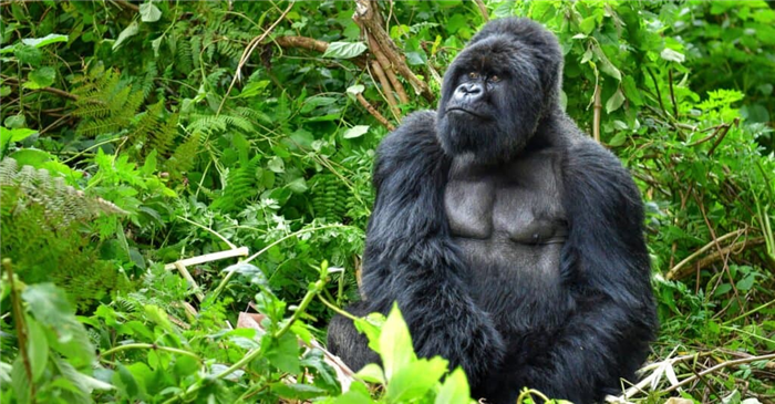 Strongest animal bite – gorilla