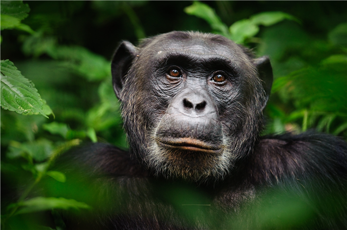 Alpha male chimpanzee (Pan troglodytes) in Kibale Forest National Park, Uganda.