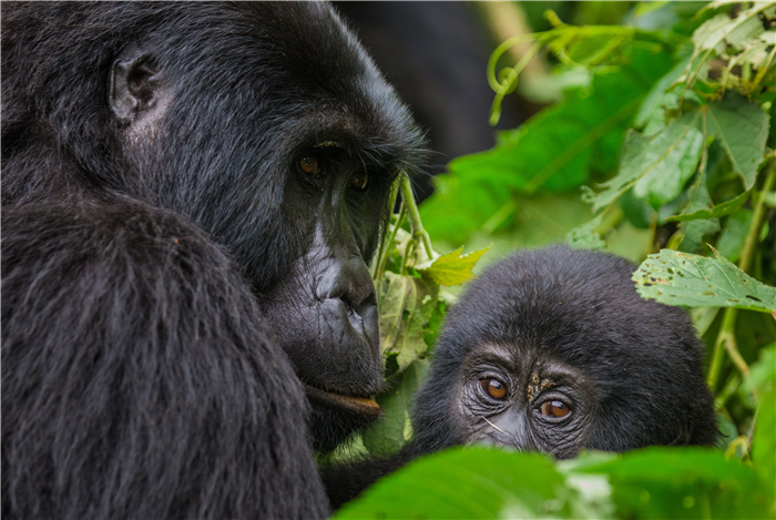 Female mountain gorilla with a baby in Bwindi Impenetrable Forest National Park, Uganda © Andrey Gudkov / Getty