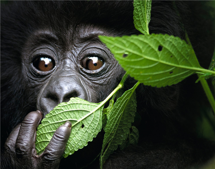Baby mountain gorilla in north west Rwanda