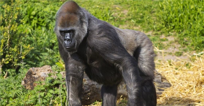 A female western lowland gorilla.