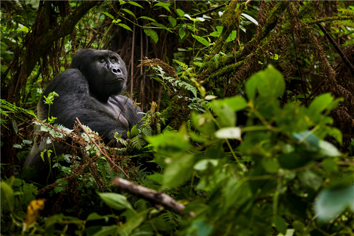 Adult mountain gorilla in Volcanoes National Park, Rwanda