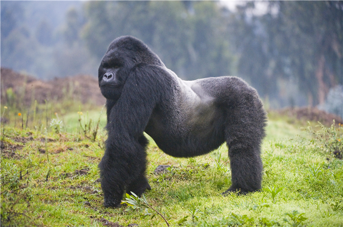 Mountain gorilla (Gorilla beringei beringei) silverback, Rwanda