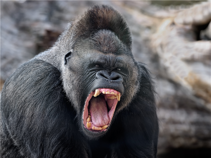 Aggressive gorilla baring its teeth