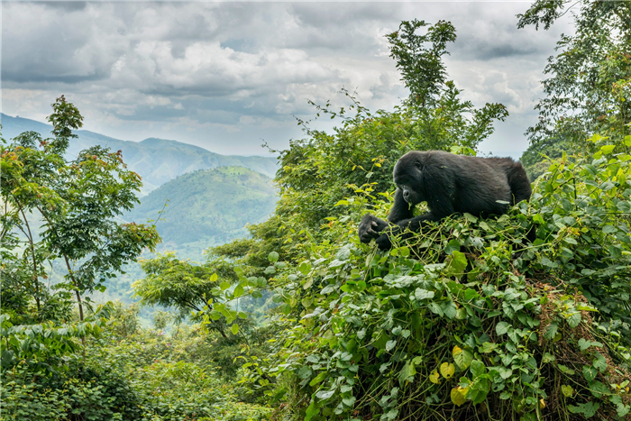 Mountain Gorilla (Gorilla beringei beringei) in its forest habitat, Bwindi Impenetrable National Park, Uganda, Africa