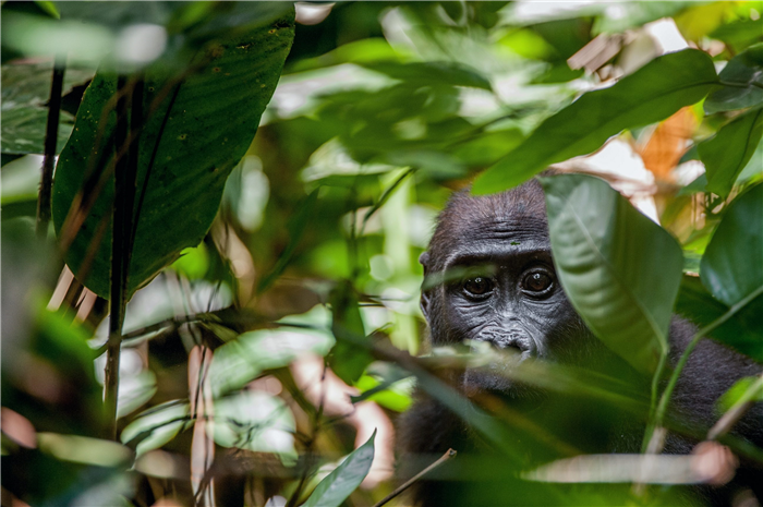A young western lowland gorilla in Central African Republic © USO / Getty