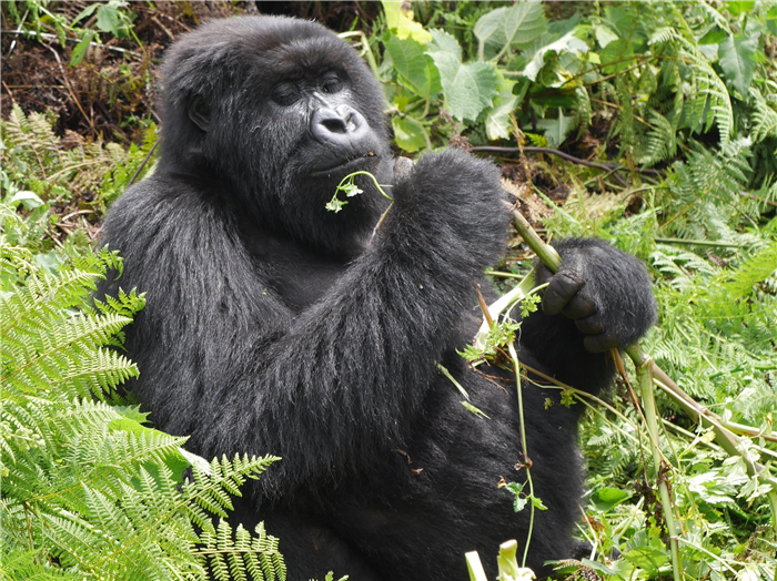 A mountain gorilla in Rwanda feeding © Lillian Fiane