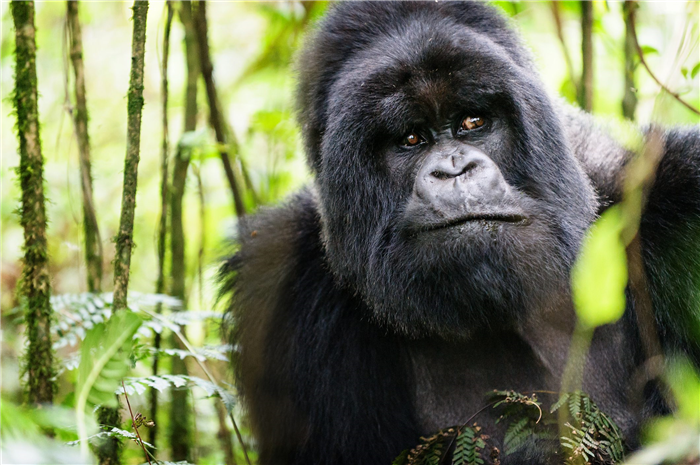 Portrait of a silverback gorilla in Virunga National Park, Rwanda