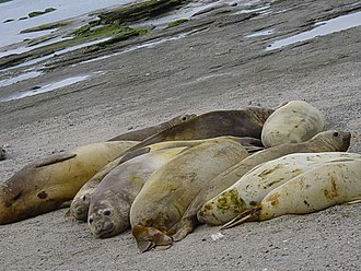 Photo of seven adult and juvenile southern elephant seals packed closely on beach