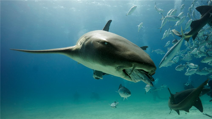 shark eat fish with different sizes for diet