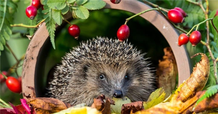 top 10 non-traditional pets - hedgehog