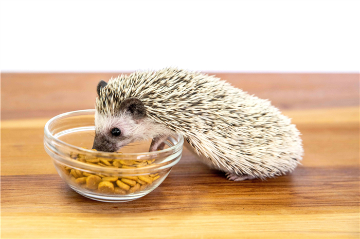 Hedgehog eating out of glass bowl with kibble
