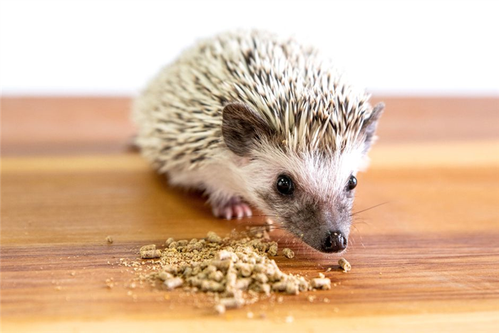 Pet hedgehog eating pieces and crumbs of kibble