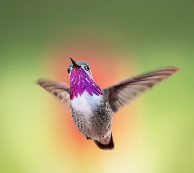 what do hummingbirds eat