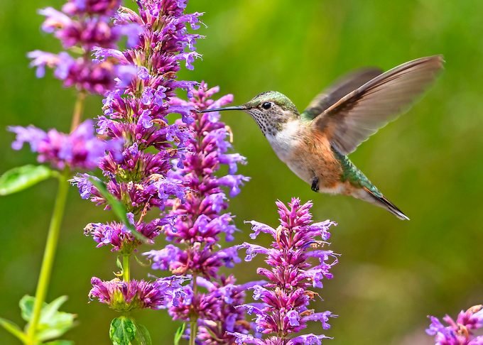 hummingbird photos